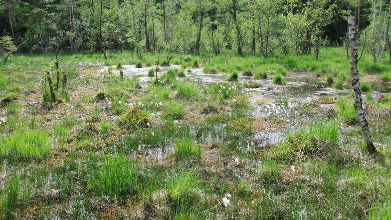 Nährstoffarmut und hohe Wassersättigung sind entscheidend für das ungestörte Wachstum der seltenen mesotroph-sauren Zwischenmoore, wie hier im NSG „Waldmoore bei Großdittmannsdorf“.