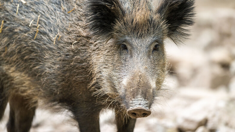 Rucksacktouristen flüchten vor Wildschweinen in Bad Schandau