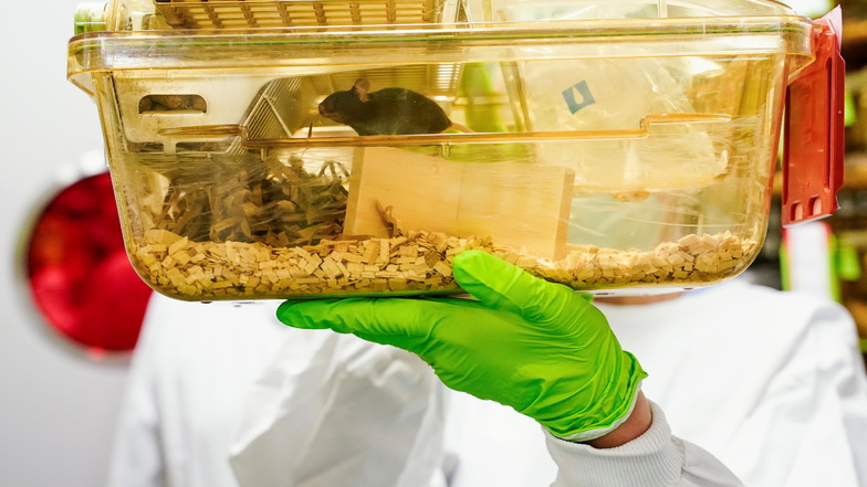 Eine Mitarbeiterin des Deutschen Krebsforschungszentrums hält einen Tierkäfig mit Mäusen in den Händen.