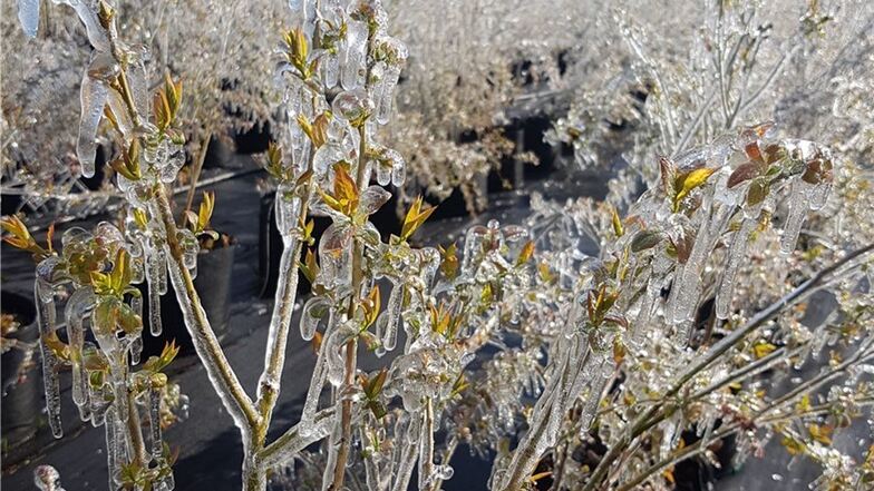 Die Frostschutzberegnung verwandelt die Heidelbeeren beim Obstbau Görnitz in bizarre Gebilde.
