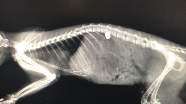 Die Röntgenaufnahme zeigt das Geschoss, das im Rücken des Eichhörnchens steckt.