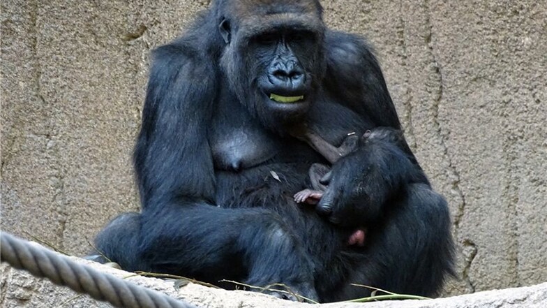 Das Gorilla-Baby im Leipziger Zoo muss ordentlich trinken, damit es zu Kräften kommt.