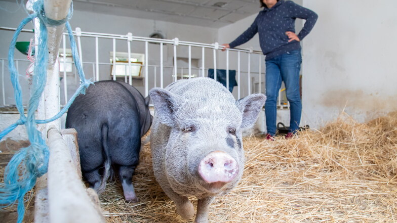 Für Eva-Christine Hoffmann und ihre beiden Minischweine Elli (vorn) und Jimmy bringt die Schweinepest auf dem Moosmutzelhof in Kollm Einschränkungen mit sich.