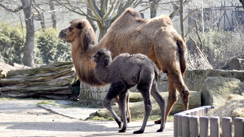 Nachwuchs im Dresdner Zoo: Edda gehört jetzt zur Trampeltier-Herde