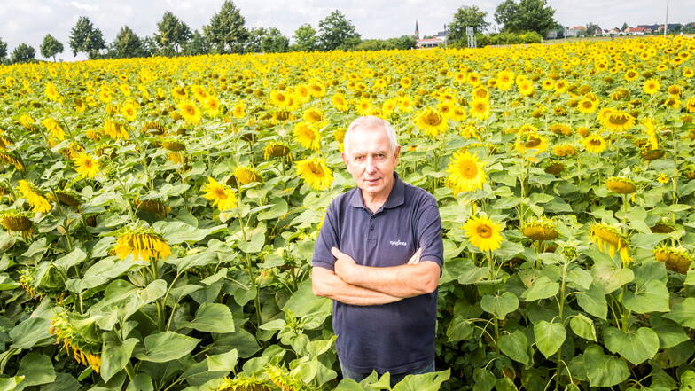 Der Chef der Kreinitzer Agrargenossenschaft Gerhard Förster in einem der Sonnenblumenfelder des Betriebes bei Kreinitz.