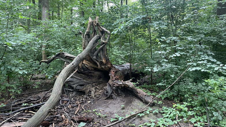 Auch dieser umgestürzte Baum im Großen Garten wird vorerst liegengelassen.
