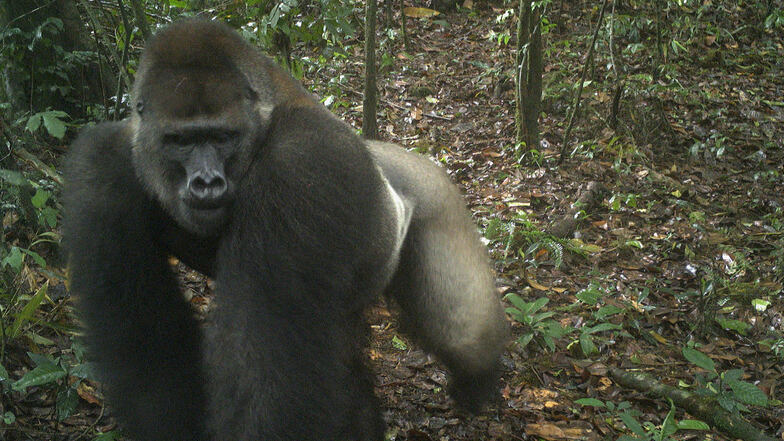 Ein Cross-River-Gorilla - aufgenommen mit einer Kamera in den Bergen von Nigeria.
