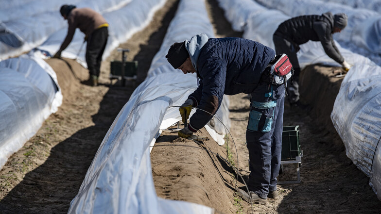 Saisonarbeiter stechen auf einem Feld unweit von Kremmen bereits den ersten Spargel.