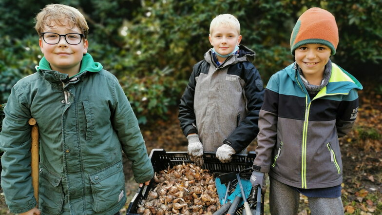 Eddie, Niklas und Kilian (v.l.) aus der vierten Klasse der Grundschule am Gickelsberg in Kamenz packten am Mittwoch fleißig mit an beim Stecken von Osterglocken-Zwiebeln auf dem Hutberg.