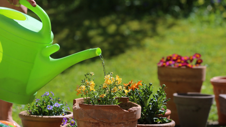 Wie gießt man den Garten effizienter?