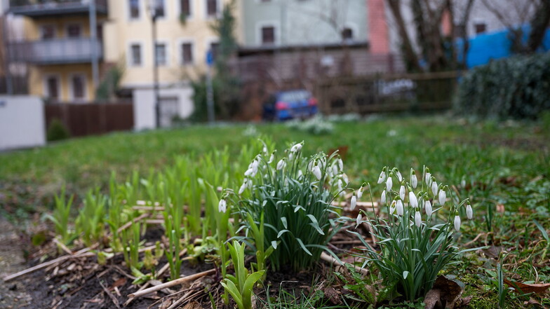 Offiziell beginnt der Frühling zwar erst jetzt, die ersten Frühblüher starteten aber schon im Februar. Gute Bedingungen hatten sie.