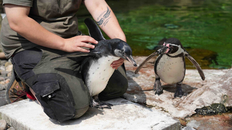 Pinguin-Babys im Dresdner Zoo geboren