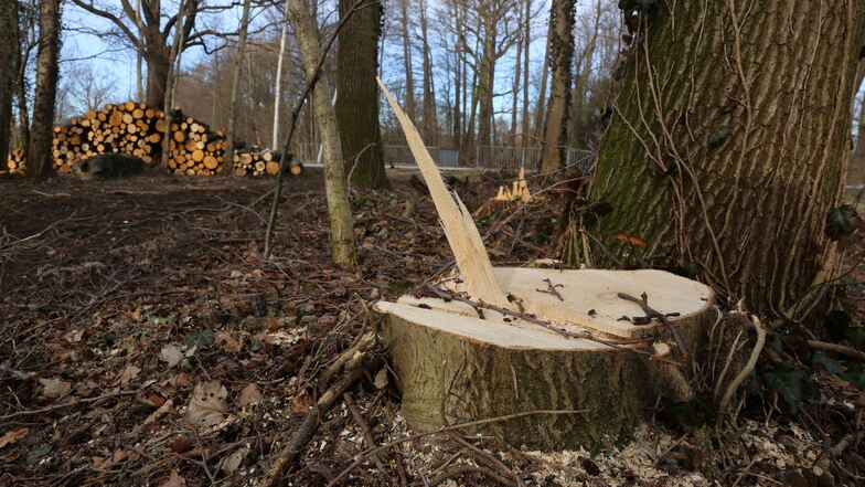 Bis in den Juni hinein wird im Kamenzer Kommunalwald gesägt. Das Holz will die Stadt verkaufen.