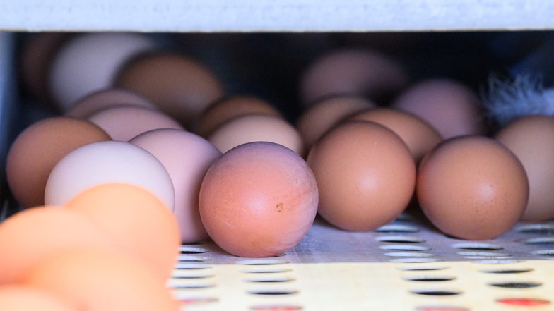 In Supermärkten liegt der Anteil brauner Eier noch bei etwa 30 Prozent. Bei Discountern gebe es häufig schon keine mehr.