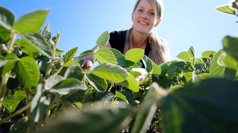 Seit 2018 hat die Agrarwissenschaftlerin Anne Griebsch eine ganz besondere Beziehung zur Sojabohne.