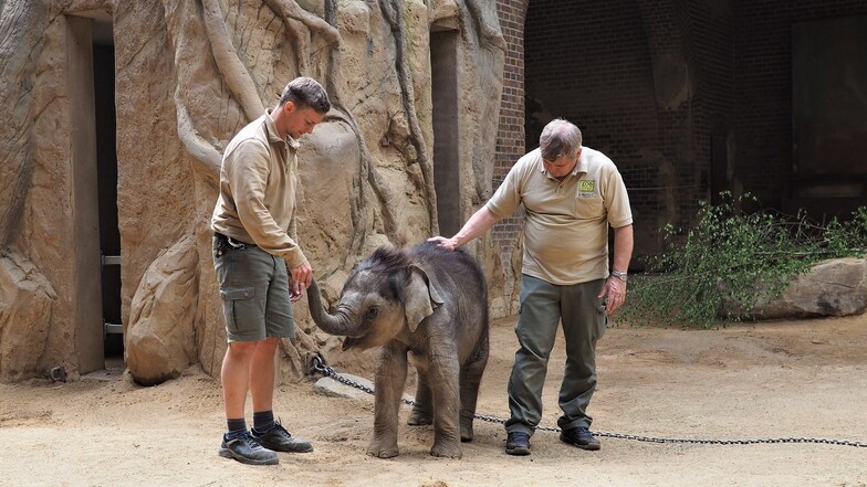 Tierpfleger David Geers (l.) und Zootierazt Dr. Andreas Bernhard überwachen das Elefantenkalb nach dem Aufwachen. 