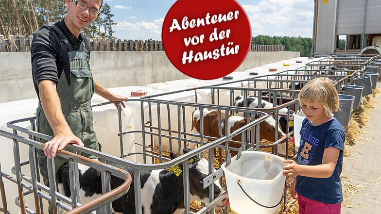 In der Krabat Milchwelt in Kotten bei Wittichenau darf die achtjährige Elisa zuschauen, wie Tierpfleger Horst Dutschmann den kleinen Kälbchen Eimer mit frischer Milch bringt.