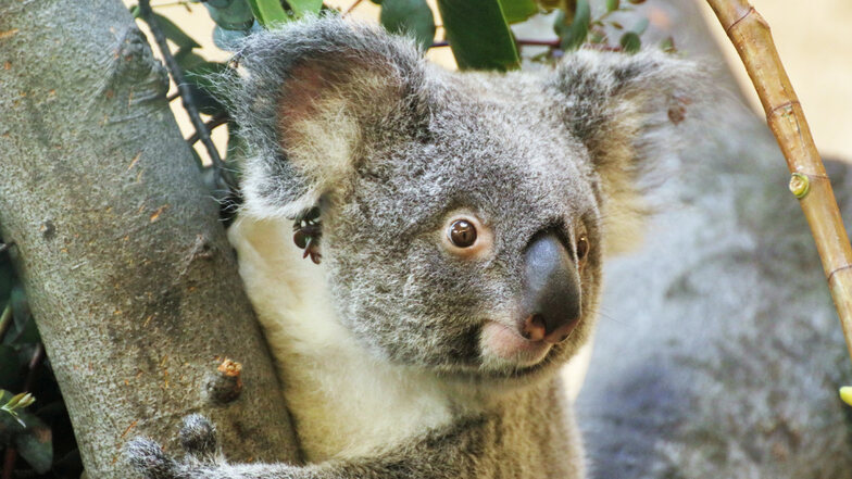 Zoo-Koala Sydney hat nun offenbar ein Baby