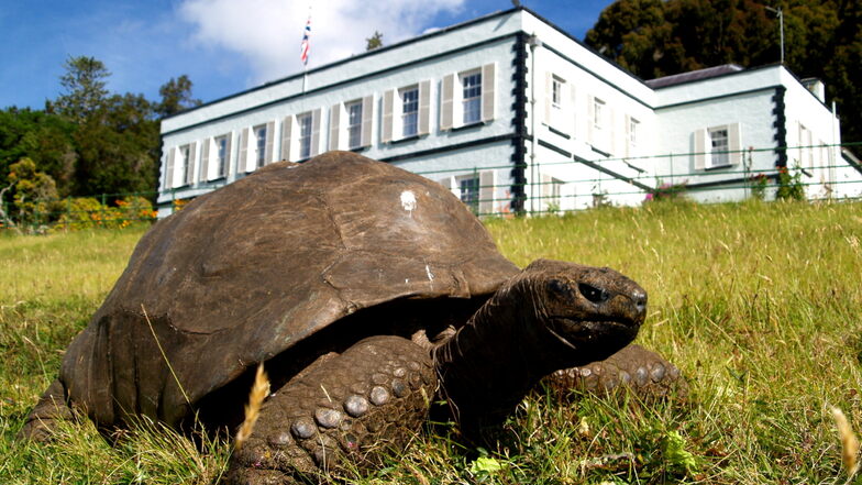 Jonathan ist mit 190 die älteste Schildkröte der Welt