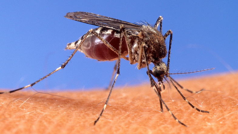 Eine Stechmücke auf der menschlichen Haut: Das West-Nil-Virus kann mittlerweile auch hierzulande auf diese Weise übertragen werden.