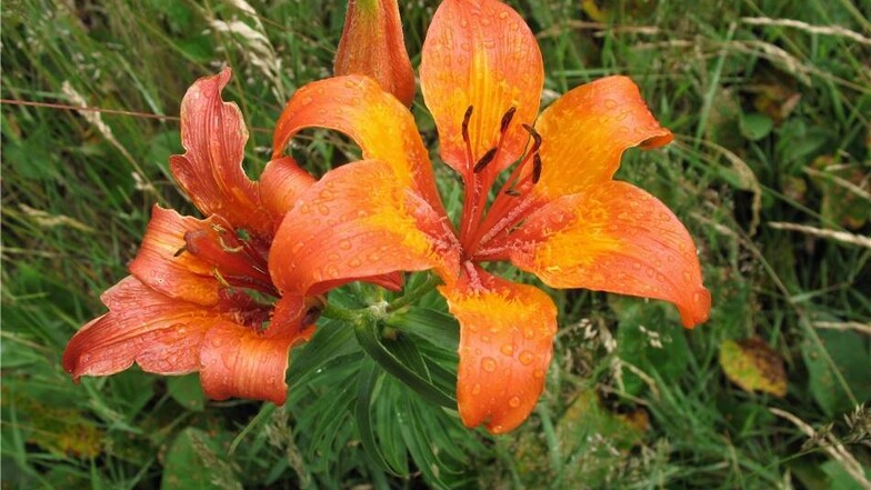 Eine Lilie, die nicht duftet Die Feuerlilie ist in ihrer Gattung eine Ausnahme, sie duftet nicht. Die Pflanzen gedeihen auf Bergwiesen, Felsen und Gebüschrändern. Sie werden zwischen 20 und 90 Zentimeter groß.