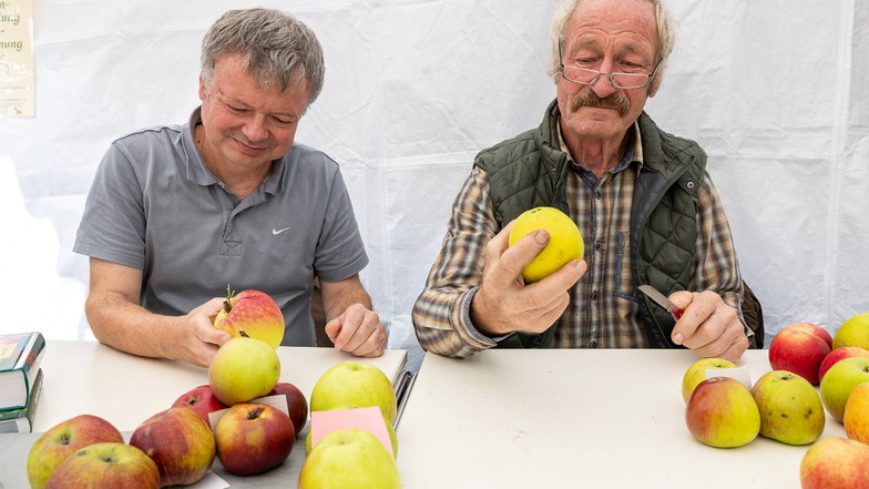 Klaus Schwartz (re.) hält einen Gelben Richard in der Hand, eine wohlschmeckende, aber seltene alte Apfelsorte. Zusammen mit Ralf Frenzel hat er in Ulberndorf Sorten bestimmt.