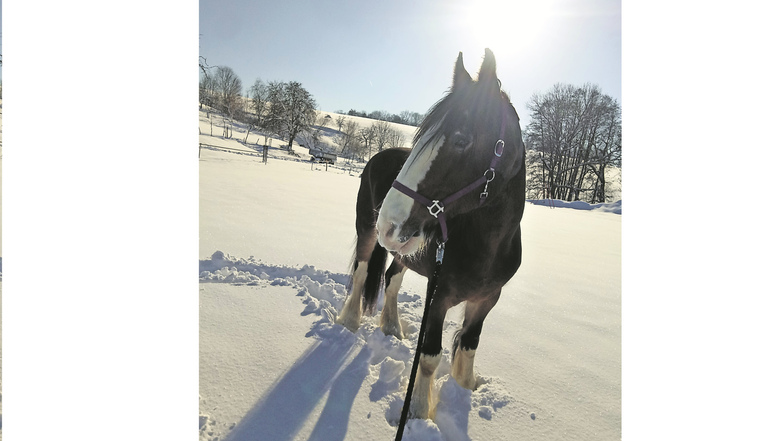 Schneepferd: Netty Petter aus Freital hat lange ihr krankes Pferd pflegen müssen. Jetzt durfte es endlich wieder raus und konnte im Schnee die ersten Spuren setzen. „So ein Moment ist unbezahlbar“, schreibt sie.