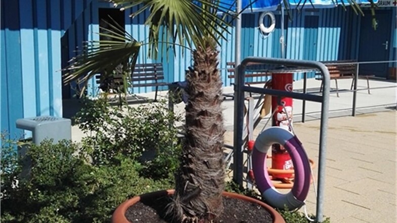 Das war die erste Palme, die ins Stadtbad kam.