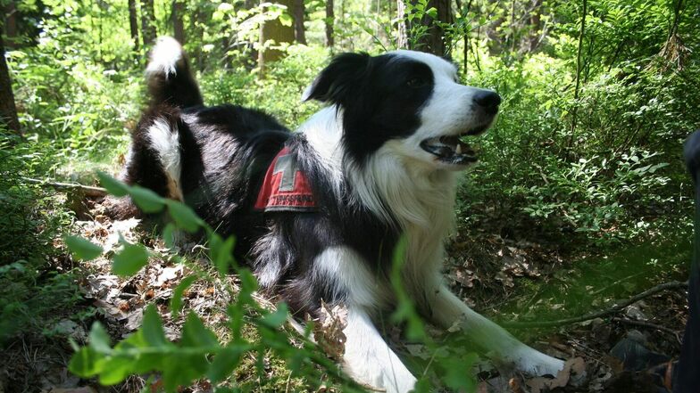 Bordercollie Caspar hat neun Jahre lang als Rettungshund gearbeitet.