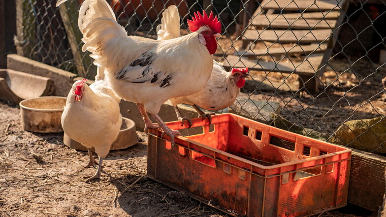 Noch ziemlich flott und munter sind diese bereits sehr betagten Hühner. Als ihr früheres Zuhause, ein Bauernhof, aufgelöst worden ist, kamen sie nach Blattersleben.