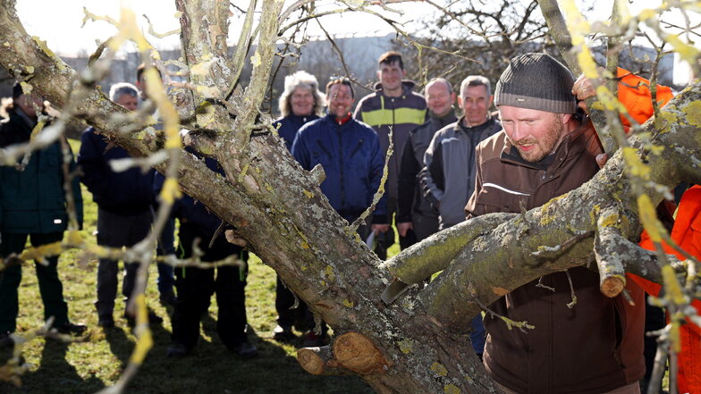 Sebastian Wünsch vom Elbe-Röder-Dreieck bietet Kurse zum fachgerechten Baumschnitt regelmäßig an - hier 2023 in Glaubitz.