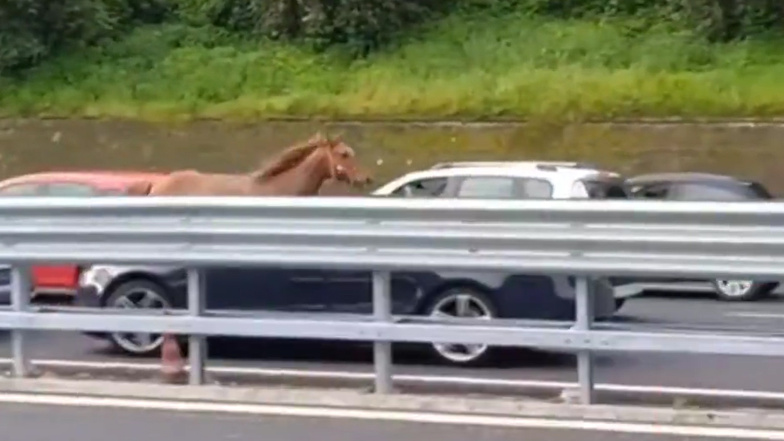 Das Pferd galoppiert über die Autobahn.