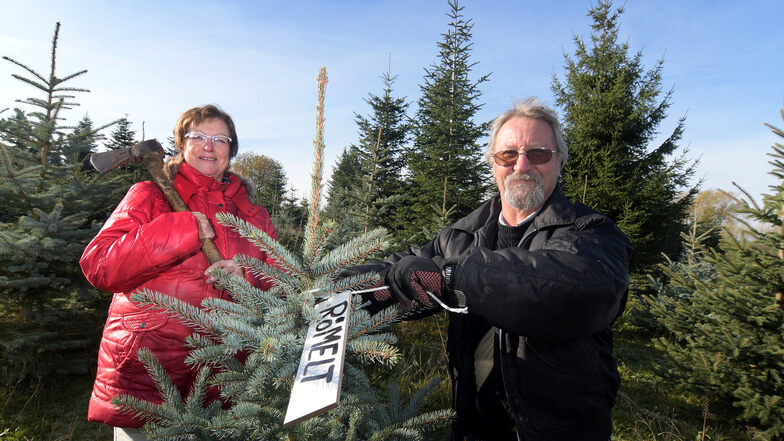 Auf der Erlauer Weihnachtsbaumplantage der Familie Winkler können sich Kunden schon jetzt ihren Weihnachtsbaum aussuchen und reservieren. Als einer der treuen und ersten Kunden hat Matthias Römelt seinen Favoriten schon gefunden.