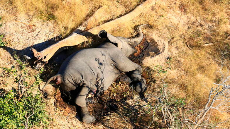 Erst vor wenigen Monaten stellte ein Massensterben von Elefanten im weltberühmten Naturparadies Okavango-Delta die Behörden vor ein Rätsel. Nun sind dort erneut viele Elefanten auf rätselhafte Weise ums Leben gekommen.