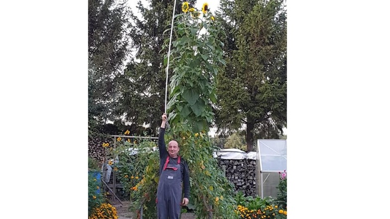 Der Mann von Julia Hänsel ist 1,80 Meter groß. Der Messstab hat eine Länge von zwei Metern. "Und immer noch ist Luft dazwischen", schreibt sie zu den Sonnenblumen im Garten der beiden in Bellwitz bei Löbau.