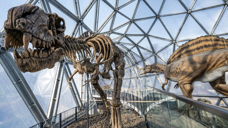 Gewaltiger Neuzugang: Das T-Rex-Skelett stammt von einem Filmset.