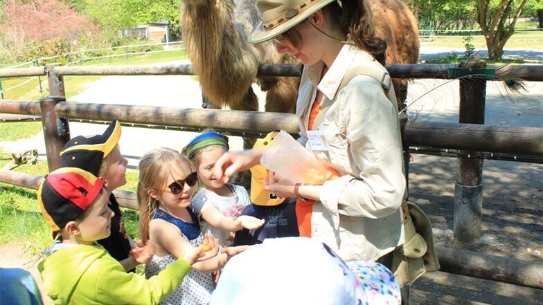 Letzte Station: Kamele füttern. Dazu verteilt Jenny geriebene Möhren.