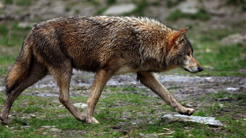 Erneut Wolfsriss bei Löbau: Sachsens Umweltminister sieht Handlungsbedarf