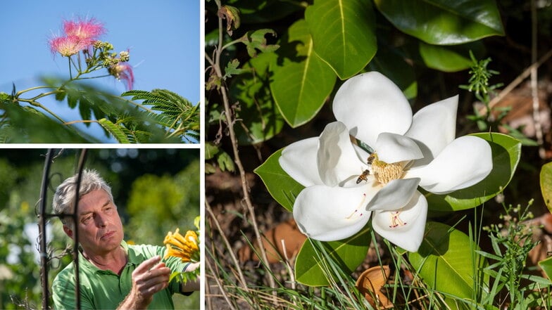 Jörg Richter interessiert sich für Pflanzen, die in unserer Region nicht heimisch sind, wie die immergrüne Magnolie (r.) oder der Schlafbaum (l.). In den Händen hält er einen gelben Trompetenstrauch aus Mittel- und Südamerika.