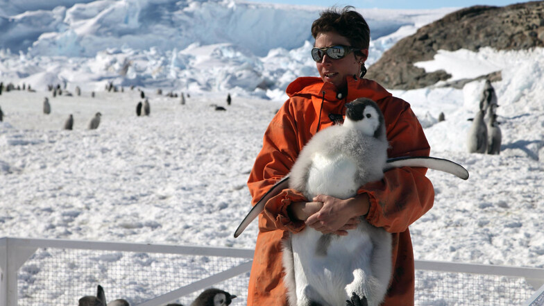 Stephanie Jenouvrier, Biologin von Woods Hole Oceanographic Institution WHOI, hält einen jungen Kaiserpinguin während der Feldforschung in der Antarktis.
