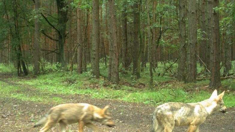 Bei Biehain gerieten im August zwei Wölfe in die Fotofalle. Die Welpen gehören zu einem neuen Rudel, das sein Revier an der polnischen Grenze hat und eine Lücke füllt, die das Nieskyer Rudel hinterlassen hat. Das ist weiter nach Westen gerückt. Foto: Lupu