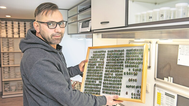 Maik Petzold hat schon mit 17 Jahren Rosenkäfer gesammelt. Inzwischen arbeitet er als Präparator für Museen und als Naturschutzhelfer des Landkreises Meißen an wichtigen Projekten mit. Die Liebe zu diesen schillernden Insekten hat sein Leben seit damals v