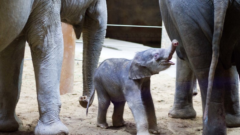 Ein neuer Minifant für den Zoo Leipzig 