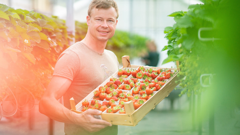 Obstbauer Michael Görnitz mit den ersten Erdbeeren aus seinem Gewächshaus.