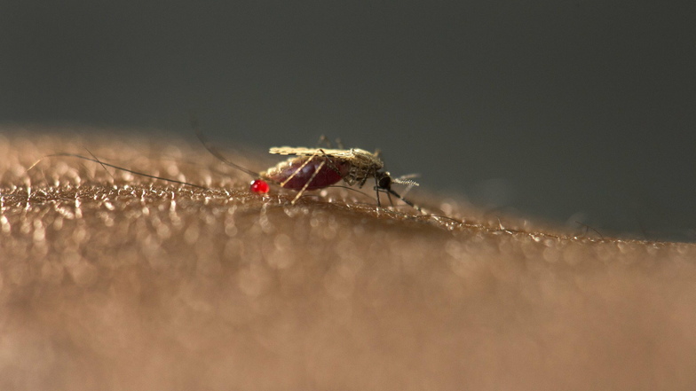 Neue Malariamücke in Städten Afrikas