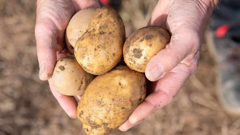 Die Knolle eignet sich nicht nur für Töpfe, Pfannen und Fritteusen. Nun wurde ein Mann verurteilt, bei dem eine sogenannte Kartoffelkanone gefunden wurde. Die Polizei warnt vor diesen Feuerwaffen Marke Eigenbau.