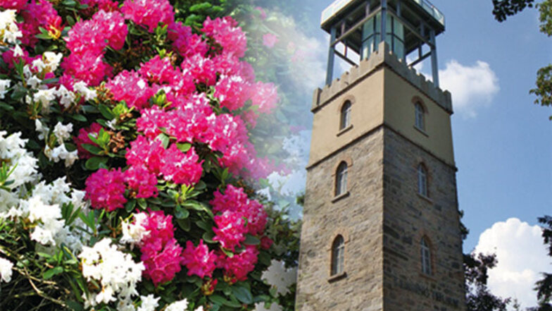 Botanische Besonderheiten und die Aussicht vom 18 Meter hohen Lessingturm kann man auf dem Hutberg Kamenz erleben. Hier wurde mit Blaufichten der erste „blaue Wald“ in Deutschland angepflanzt. | Hutberg Kamenz | Am Hutberg, 01917 Kamenz