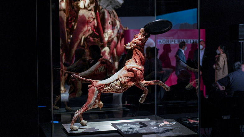 Plastinate wie dieser Hund beim Spiel sind in der Körperwelten-Ausstellung zu sehen.