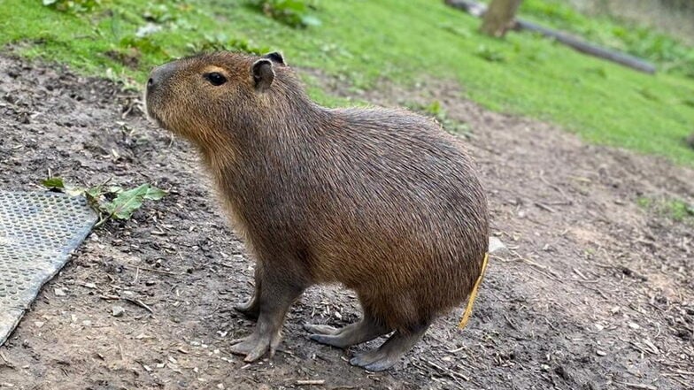 Das Capybara namens Cinnamon, entkam aus einem Familienzoo in England.