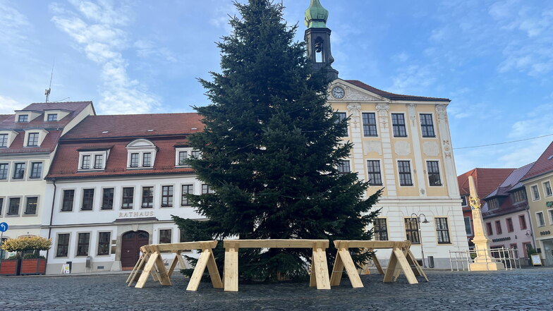 Der Radeberger Weihnachtsbaum aus dem Vorjahr - noch bevor er geschmückt wurde.